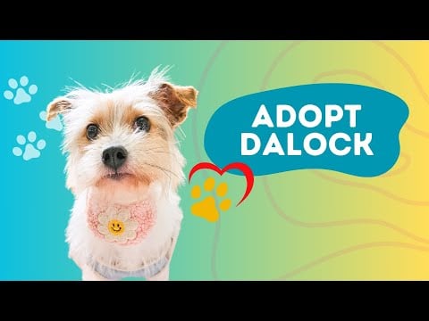 Adopt Dalock 2