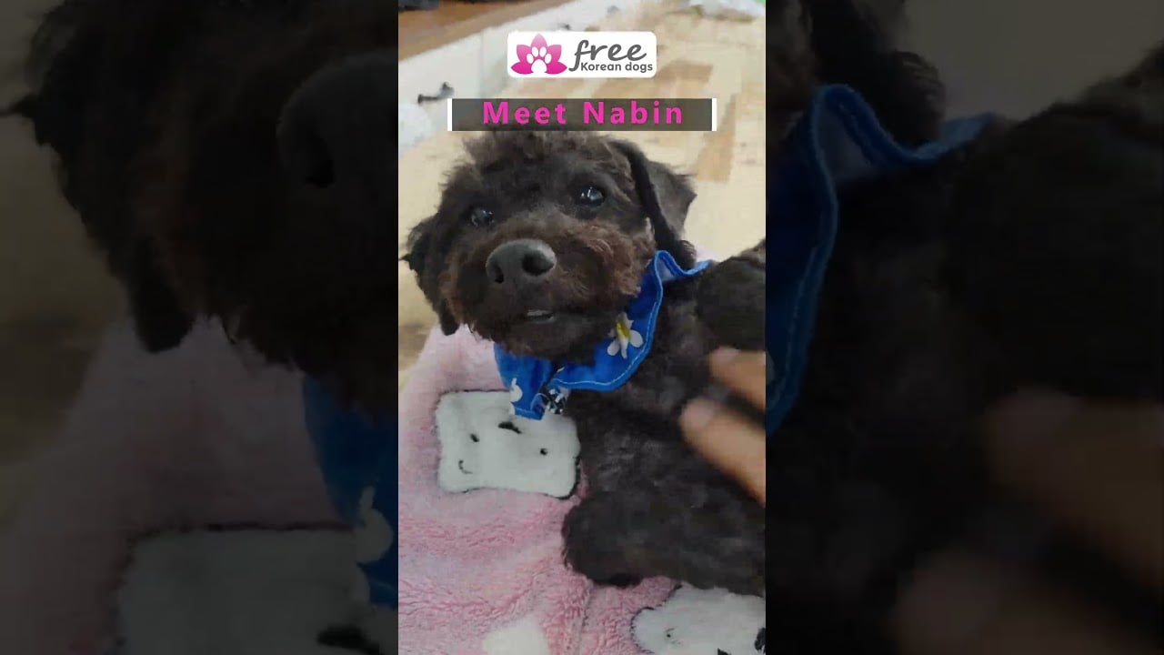 Meet Nabin   our beautiful rescue Poodle #freekoreandogs #adoptdontshop #vancouverdogadoption