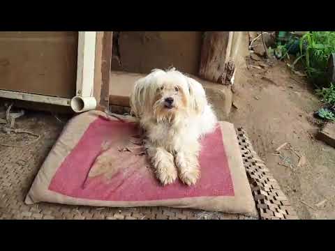 Hongsung rescue dogs 1