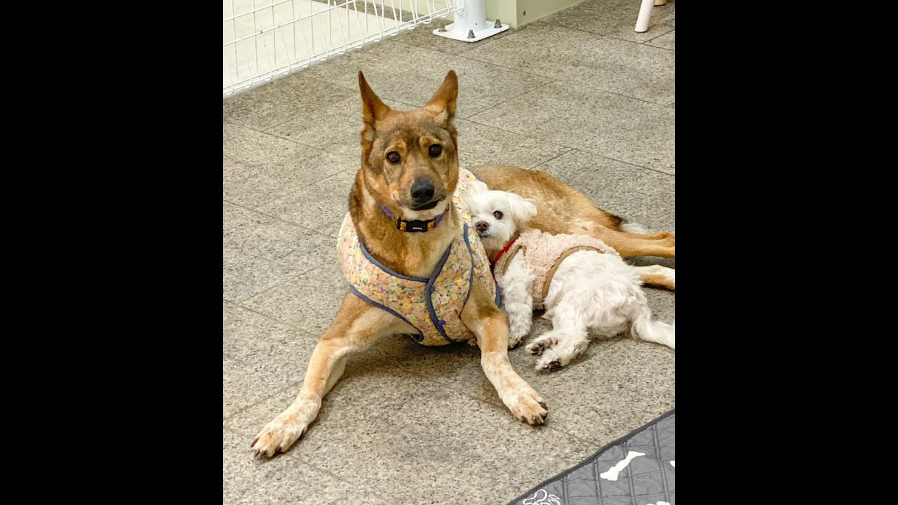 Dog meat trade survivor, Jumbak