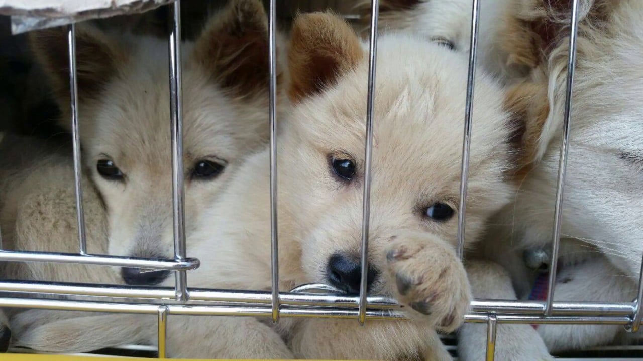 Jeju dog rescue