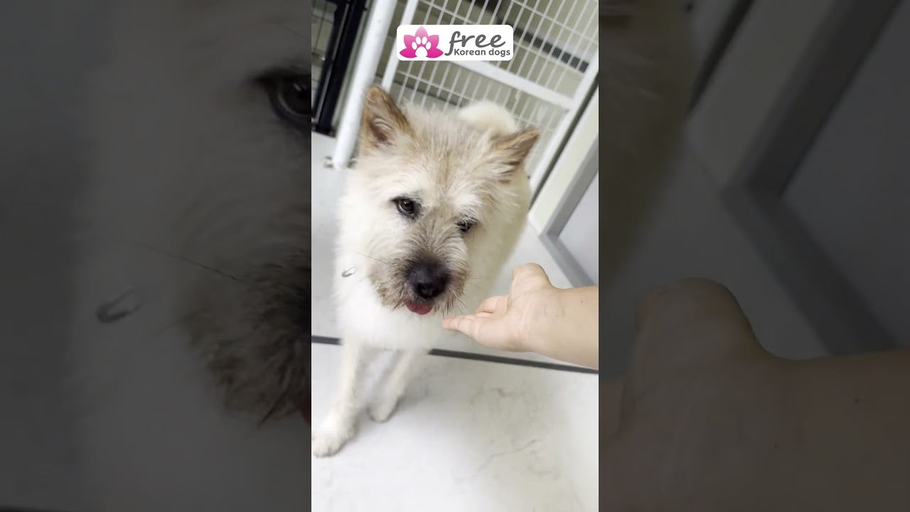 Meet Legon  smart sweet boy #freekoreandogs #adoptdontshop #rescuedog  #vancouverdogadoption