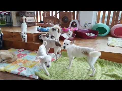 Hongsun rescue dogs
