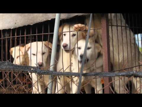 A dog meat farm in Korea