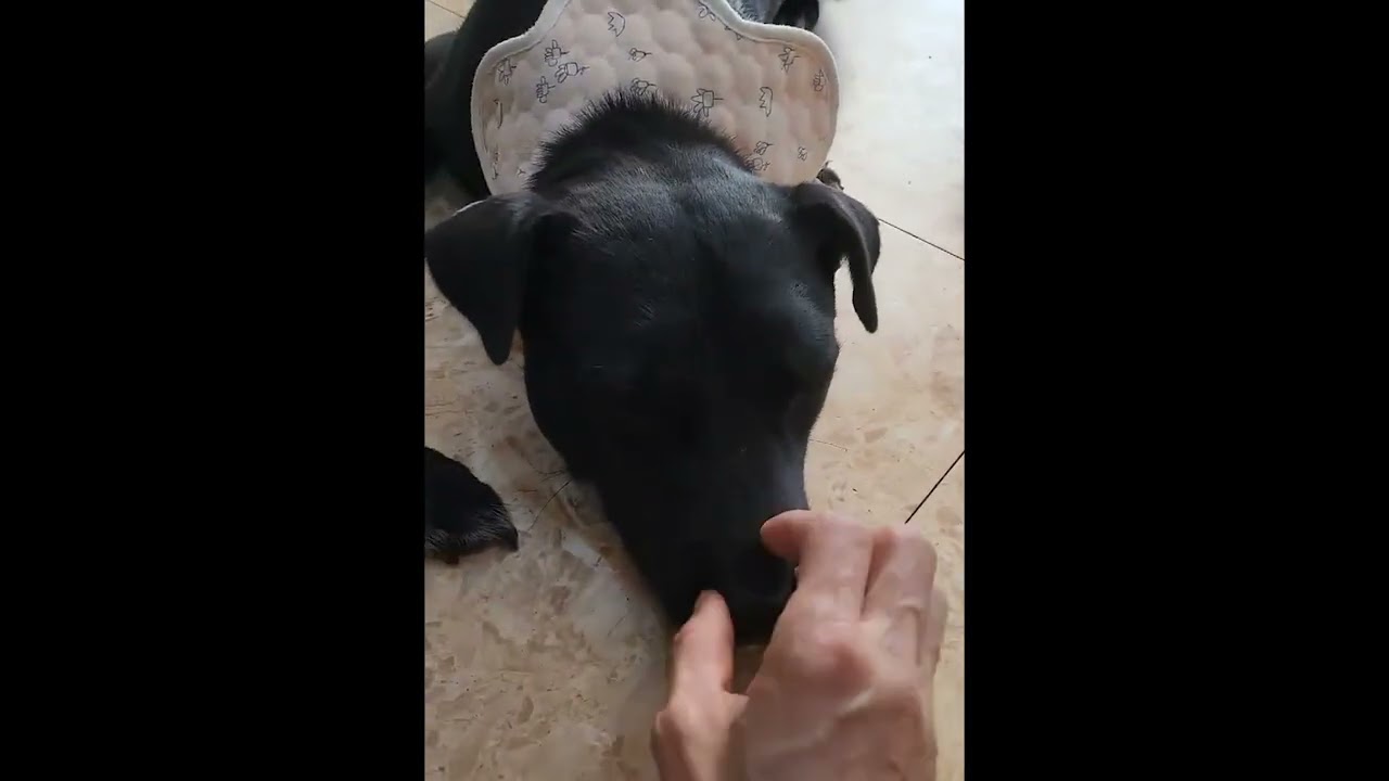 Adopt Betty 2