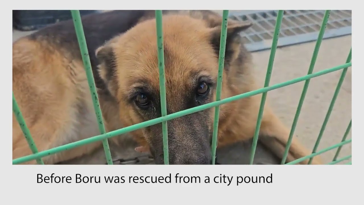Before and after Boru was rescued