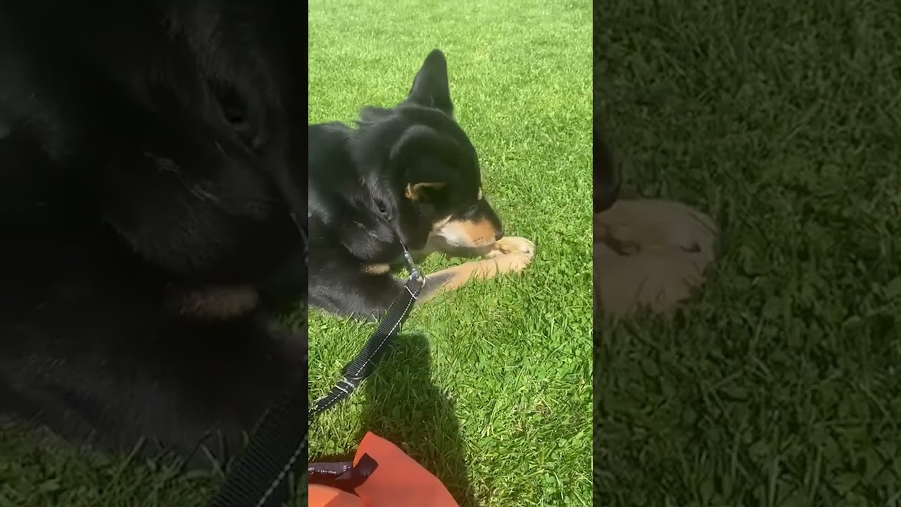 Adopt Mawooma 2