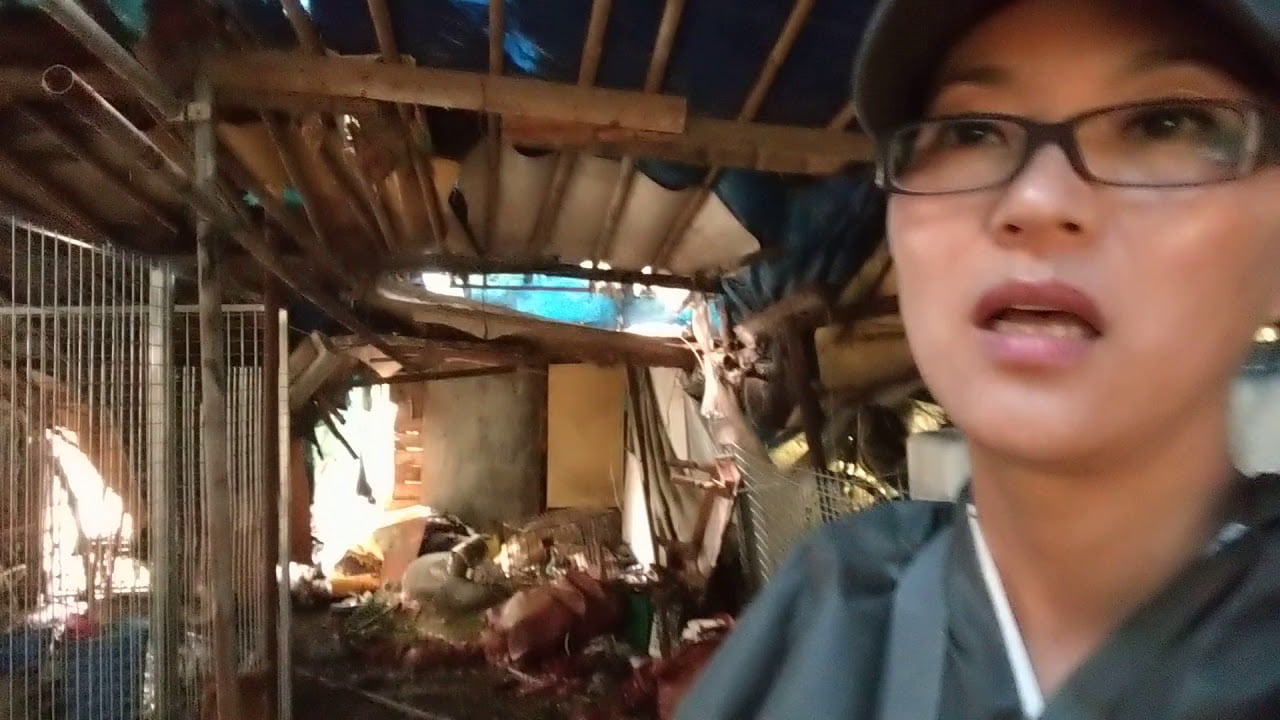 Dangjin dog meat farm rescue