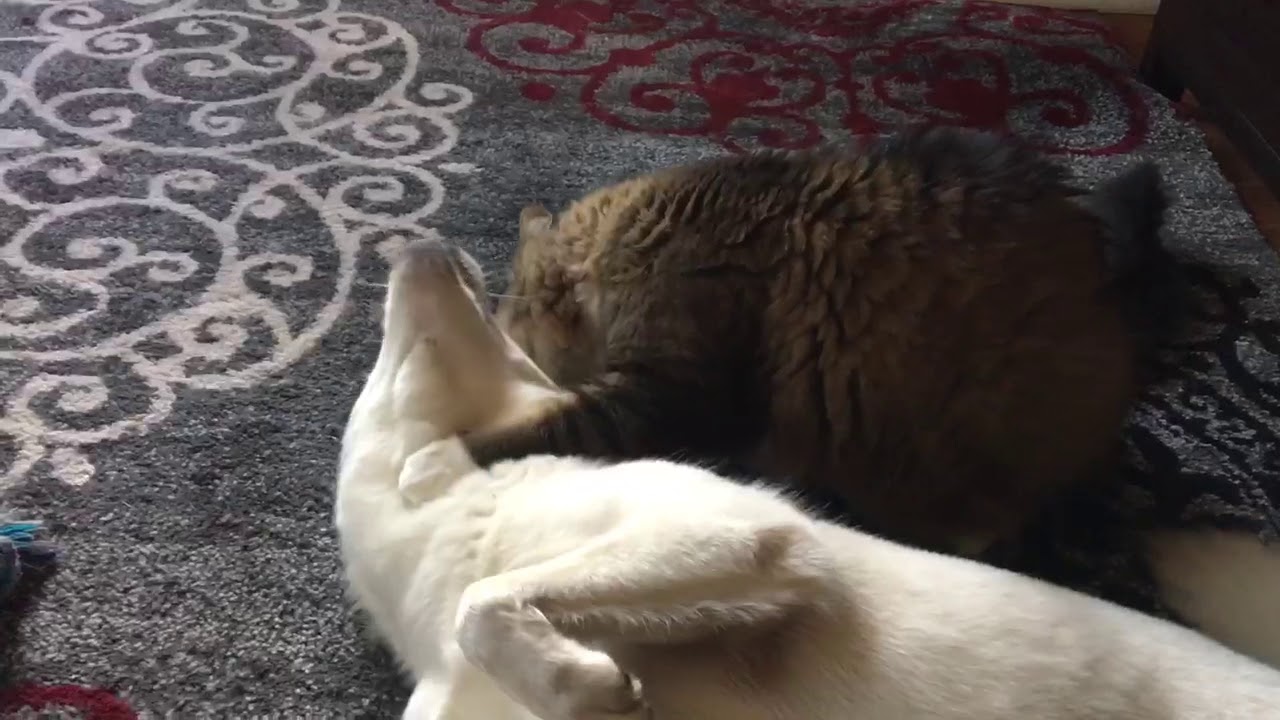 Toki and her sister cat