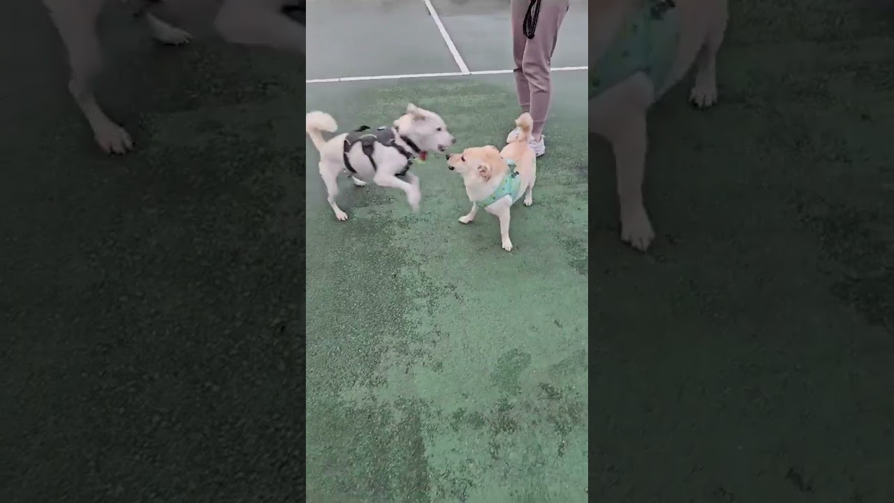 Adopt Laon 3