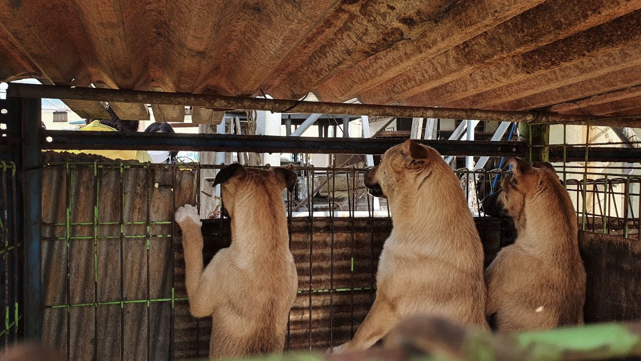 Yongin Dog Rescue