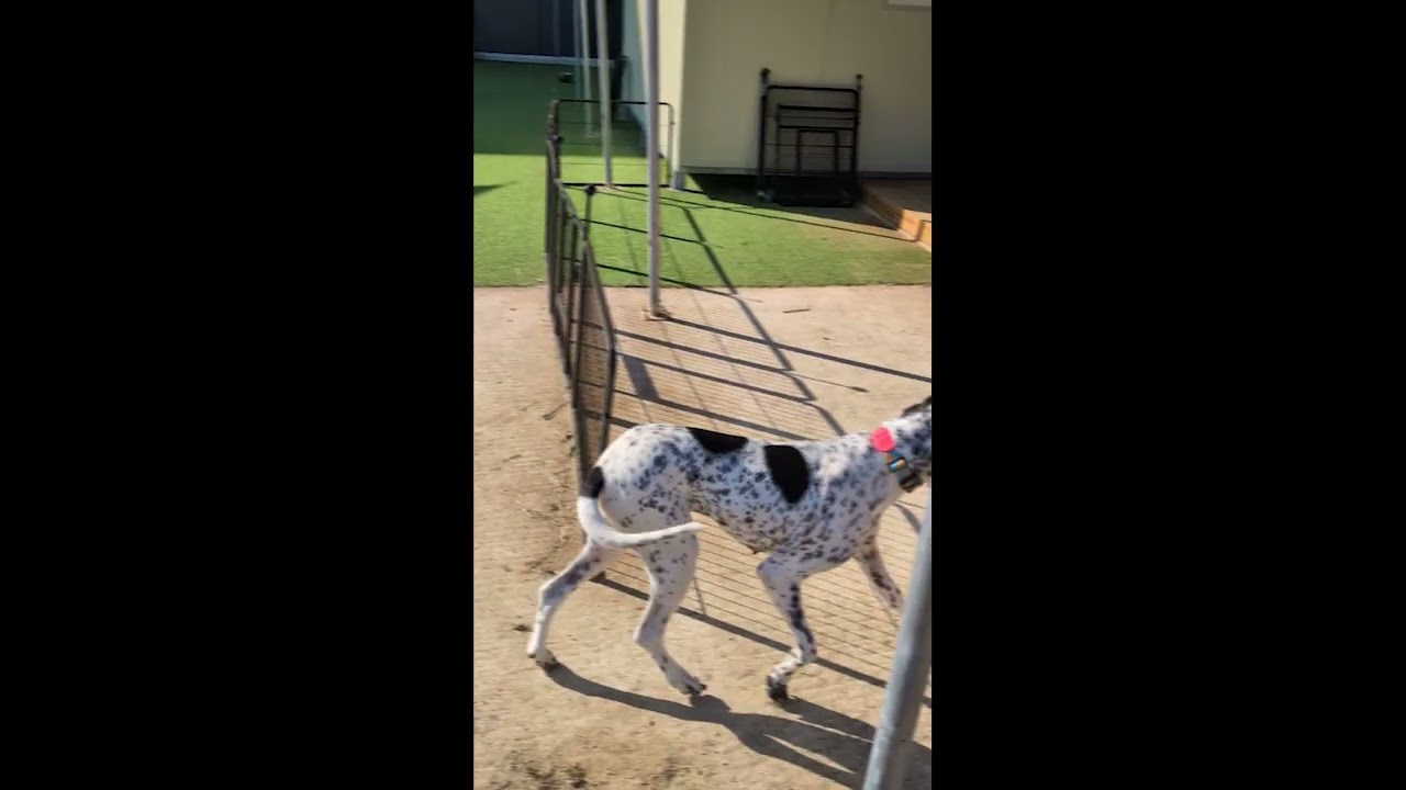 Adopt Benjamine 2