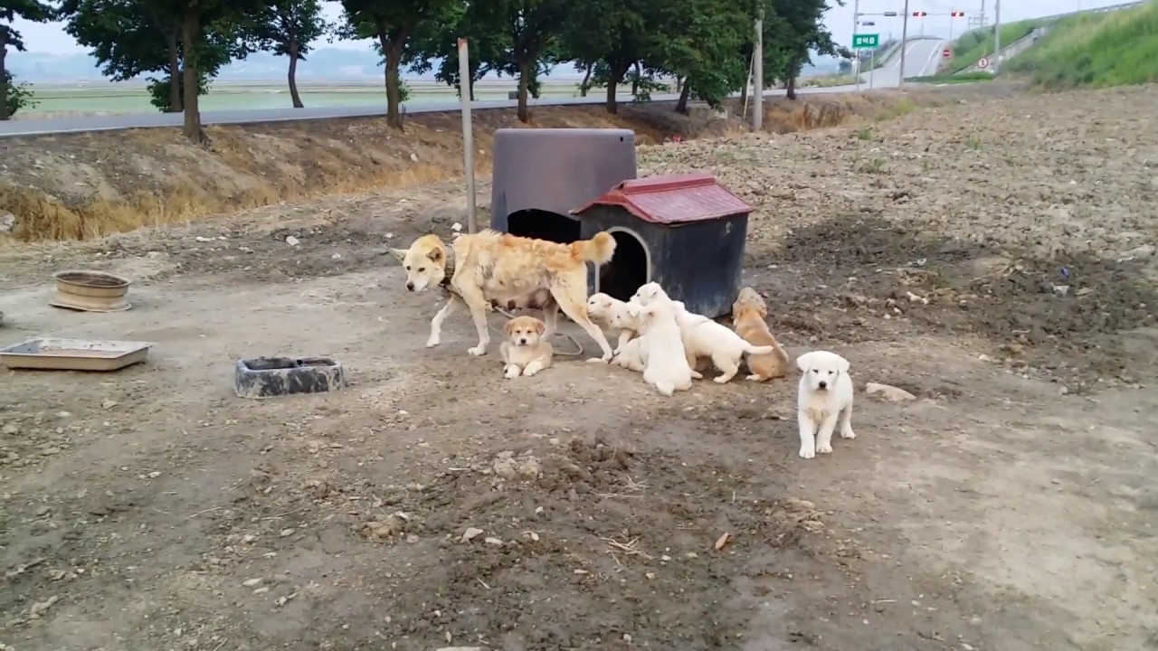 Help Us Demolish a Korean Dog Meat Farm
