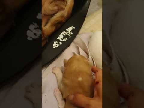 Natalie and her puppies