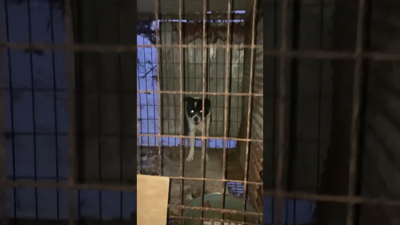 Lookie before she was rescued