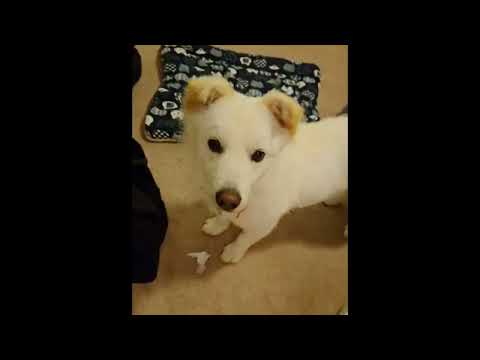 Meet Samdol