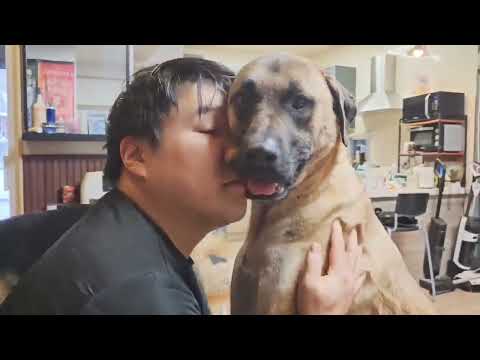 Adopt Randy #adoptadog #dogadoption