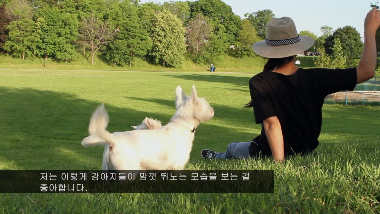 Free Korean Dogs: Love in Action