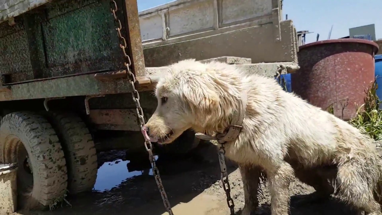 Dangjin dog meat farm