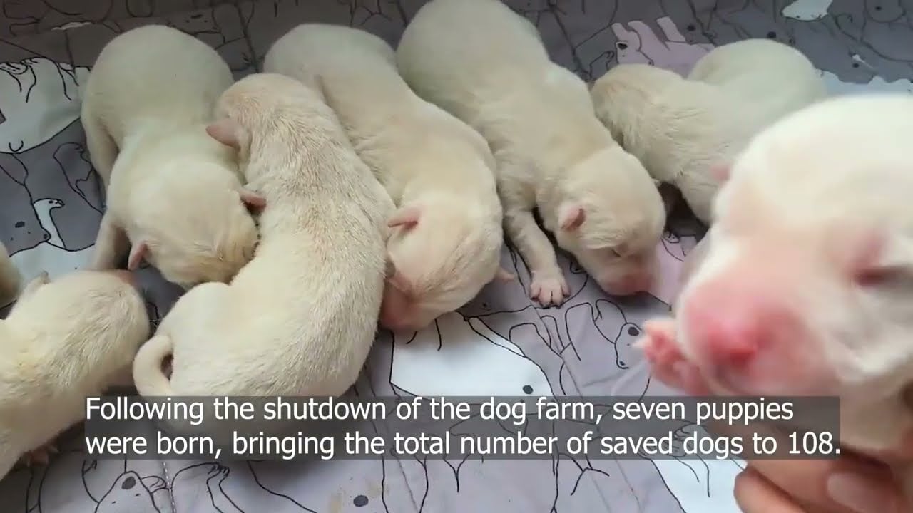 Siheung dog meat farm shutdown: one year later