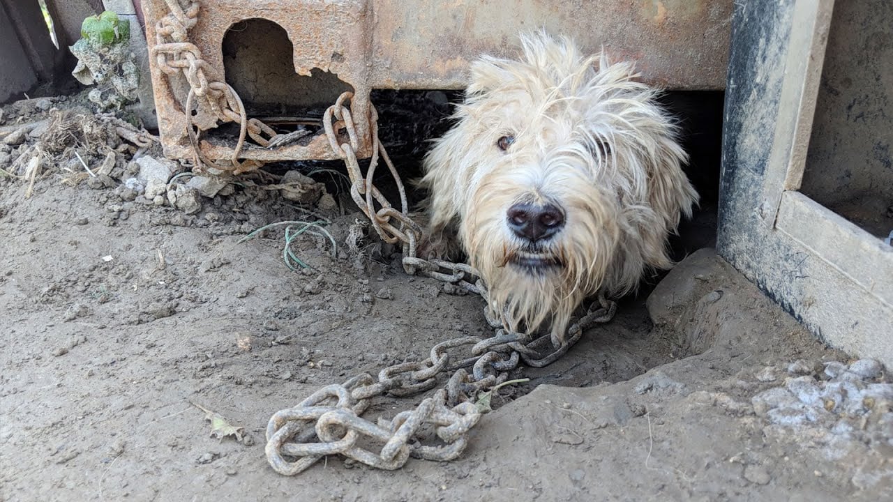 Dangjin dog meat farm shutdown