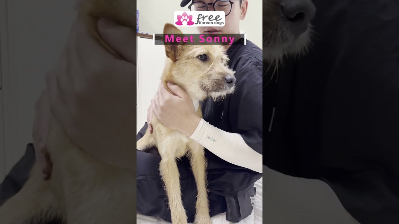 Adopt our precious Sonny
