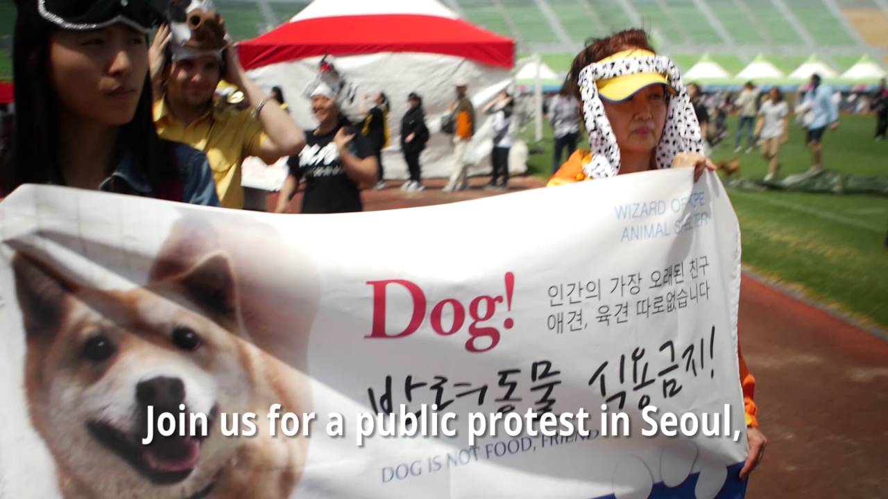 Protest to End the Dog and Cat Meat Trade