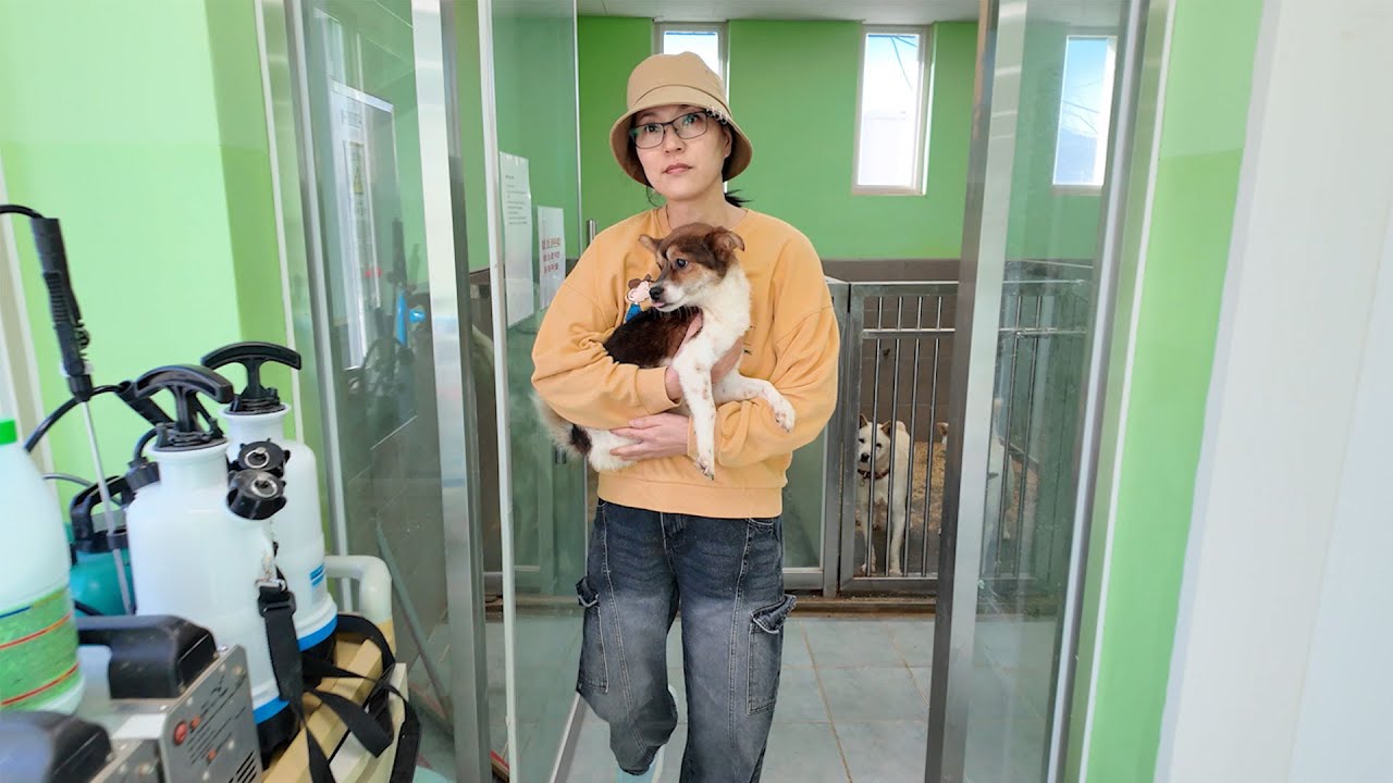 A Mission to save 100 dogs
