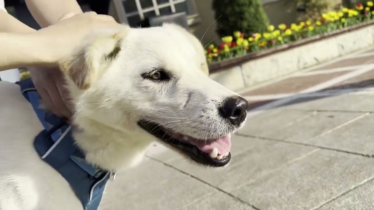 Adopt Dawook 2