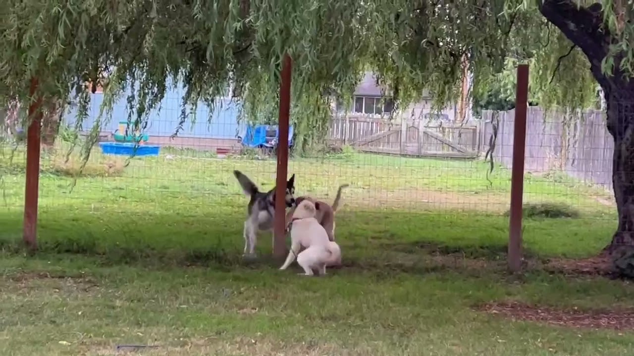 Sieun playing with her new friends