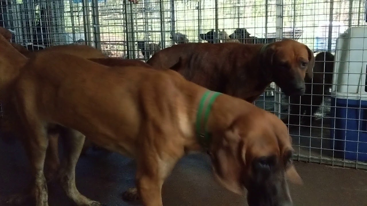 Beautiful Dosa dogs rescued from a dog meat farm in Korea