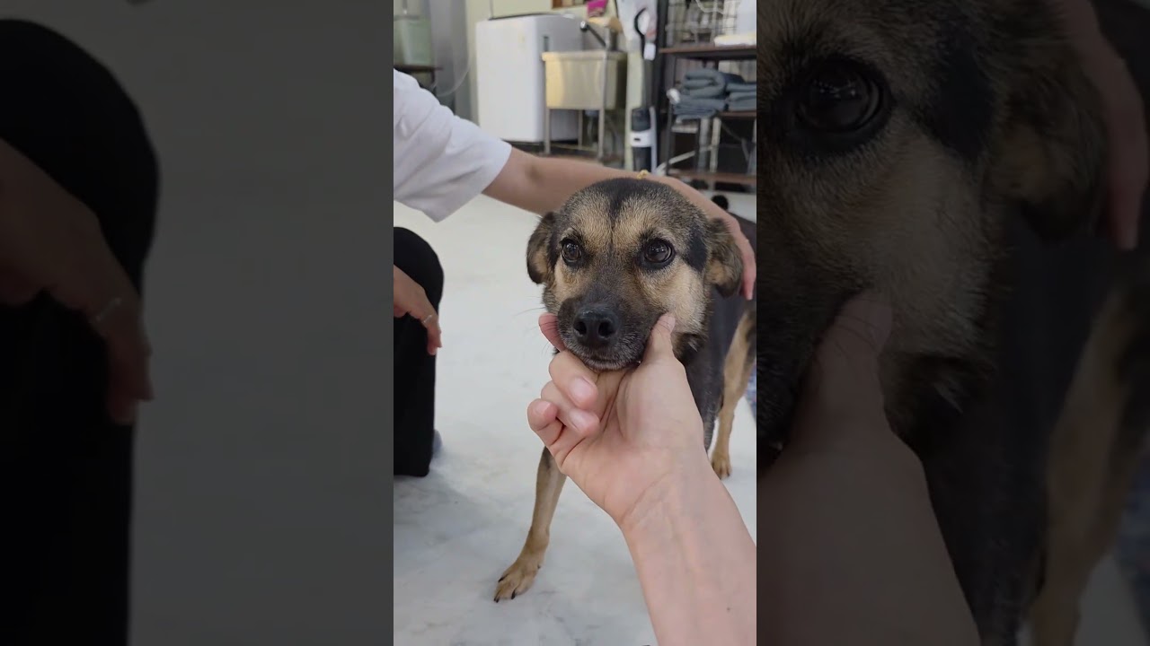 Meet our gentle boy, Chester #freekoreandogs #vancouverdogadoption #torontodogadoption #dogadoption