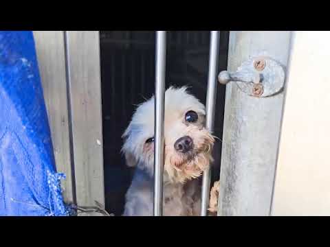 Namyangju puppy mill rescue