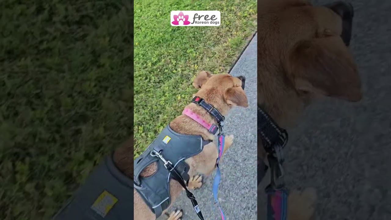 Meet Mara   dog meat farm rescue