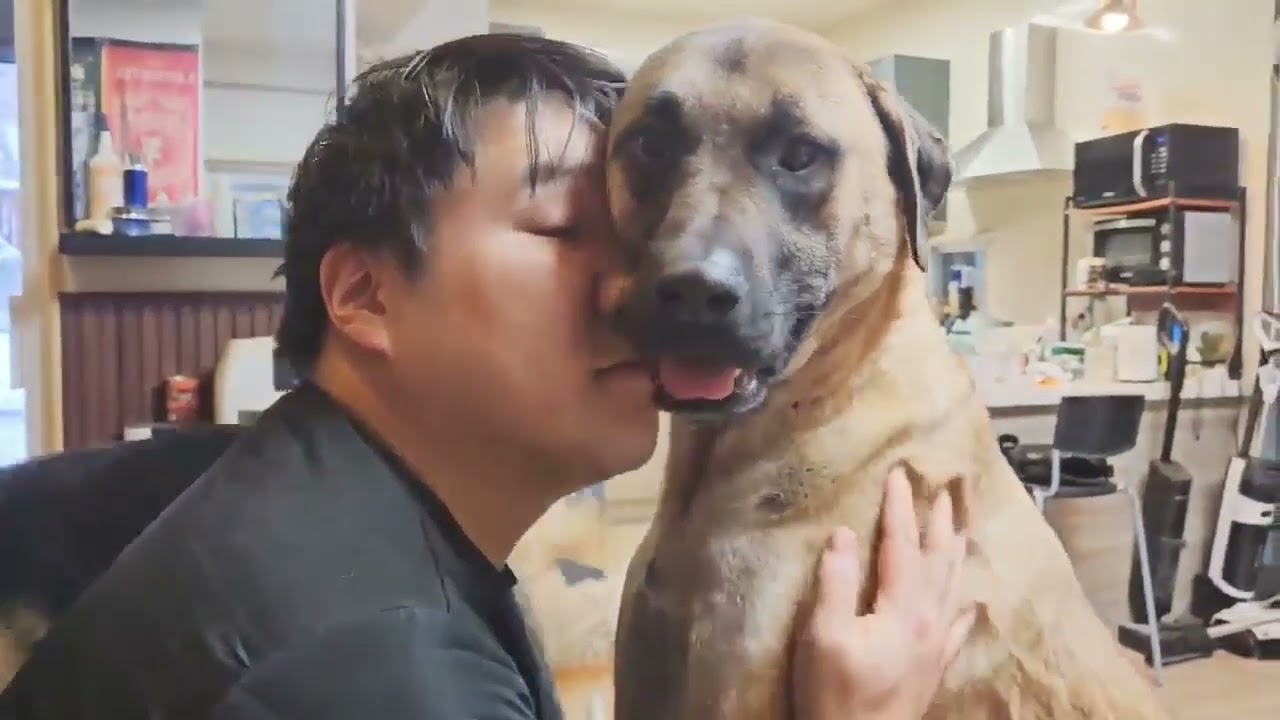 Adopt Randy #adoptadog #dogadoption