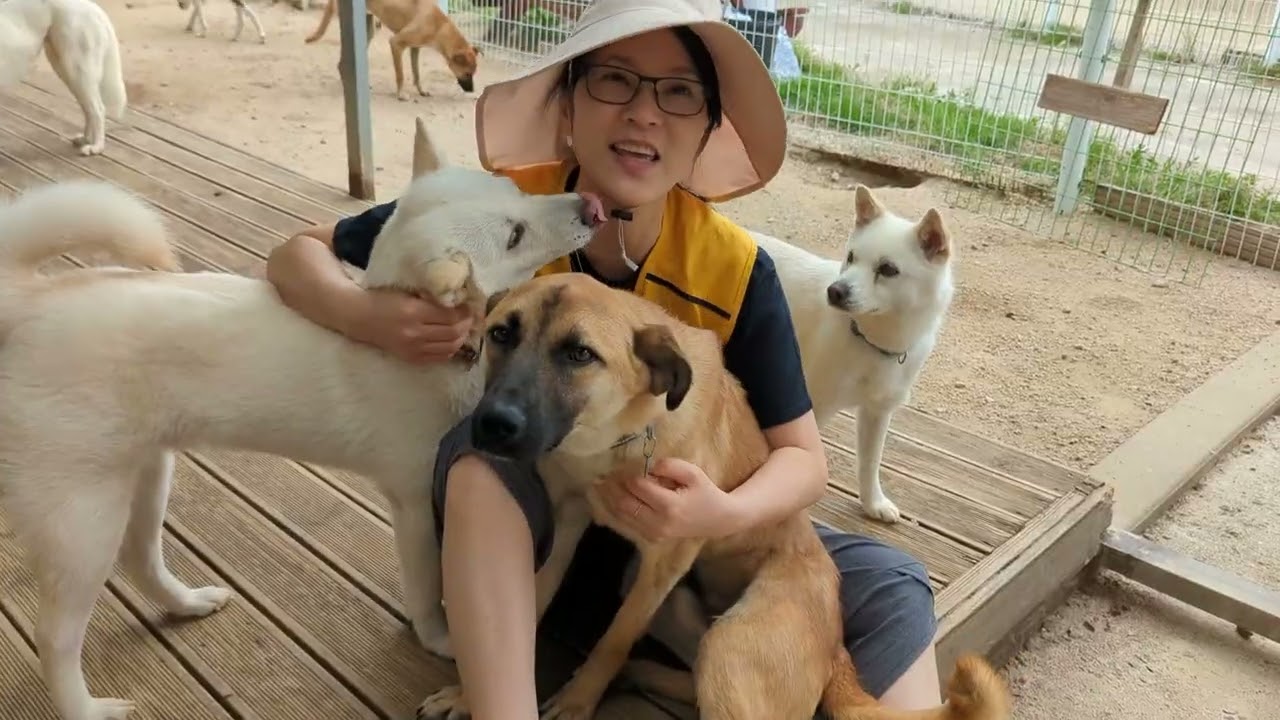 Free Korean Dogs in Korea