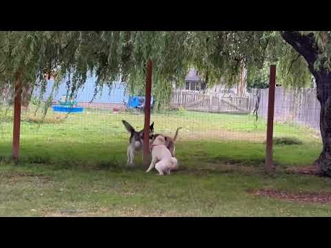 Sieun playing with her new friends