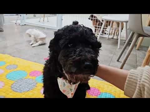 Adopt Capu