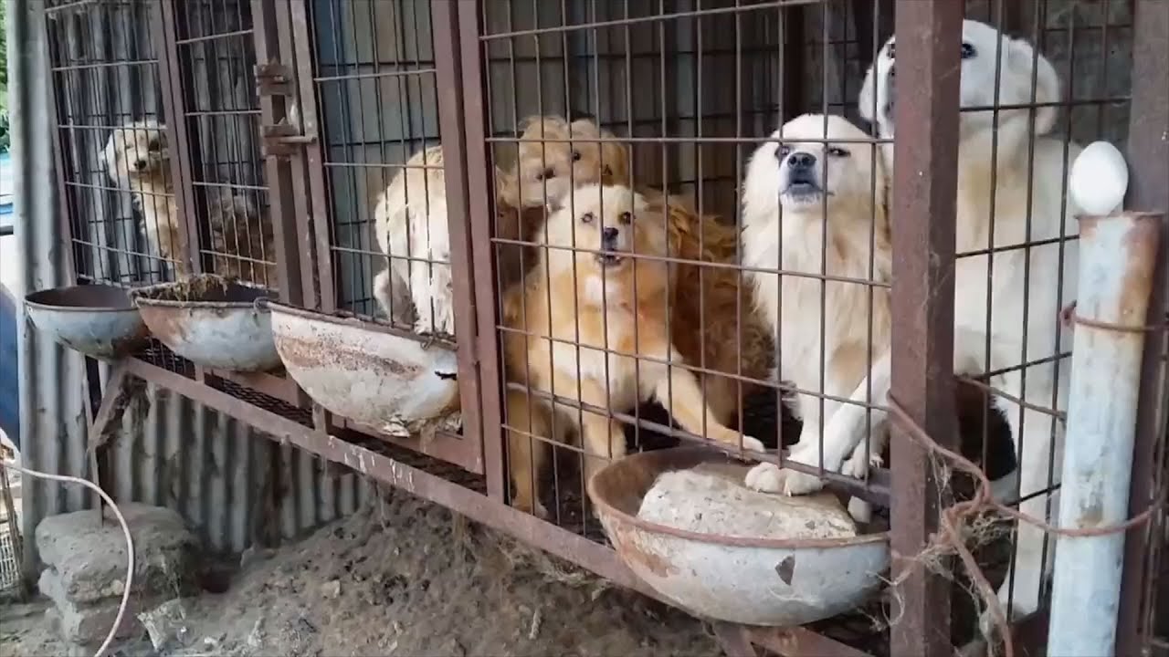 Dangjin Dog Meat Farm