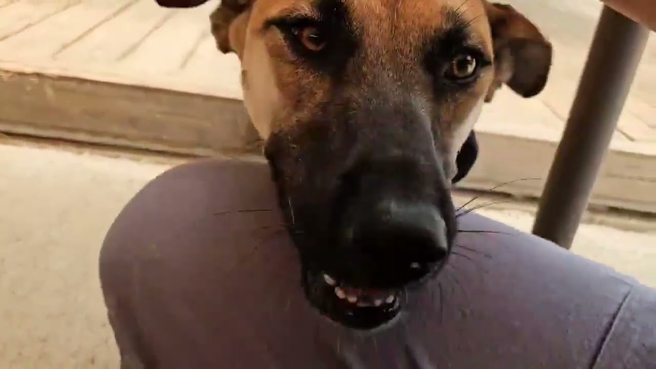 Adopt Geumsung