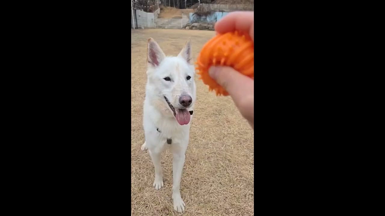 Adopt Hadam 2