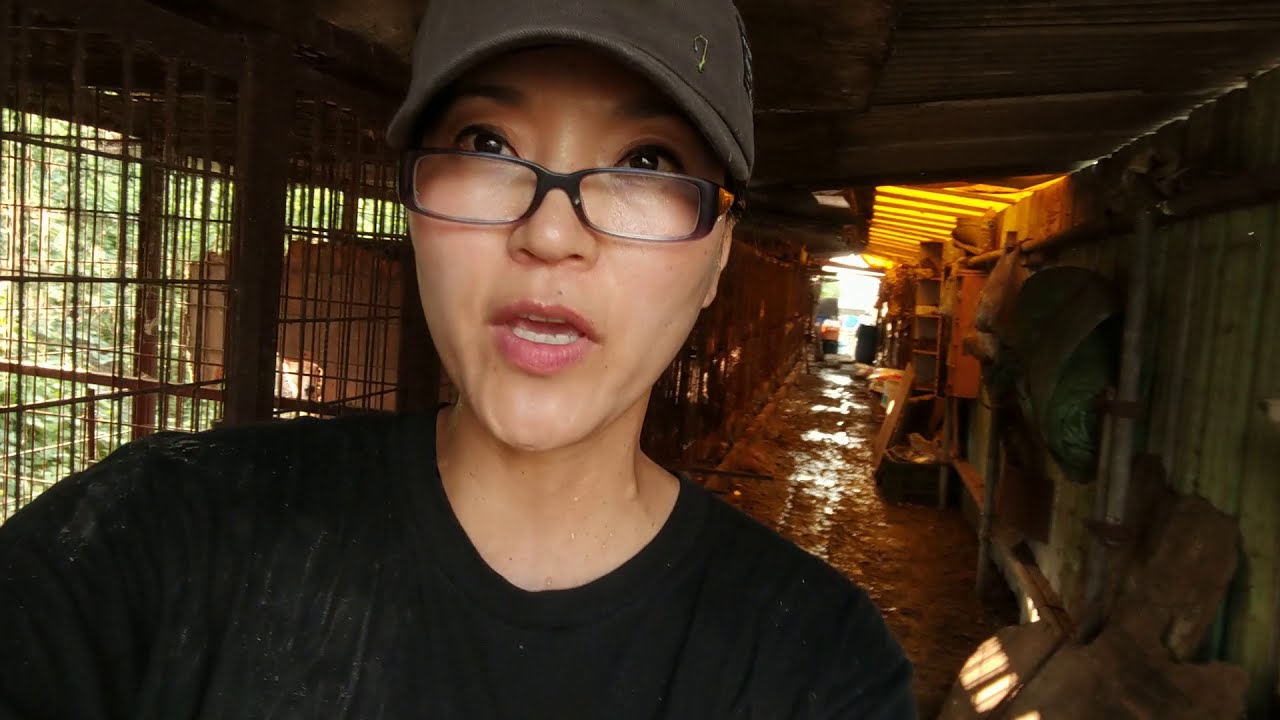 Dangjin dog meat farm closure