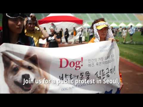 Protest to End the Dog and Cat Meat Trade