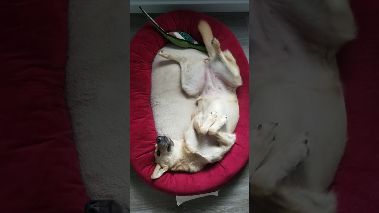Fanta- asking for belly rubs