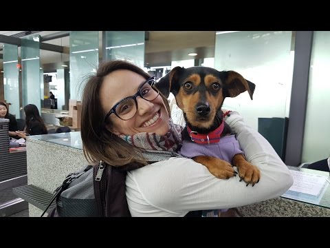 Figure Skating, Winning Medals, and Saving Korean Dogs