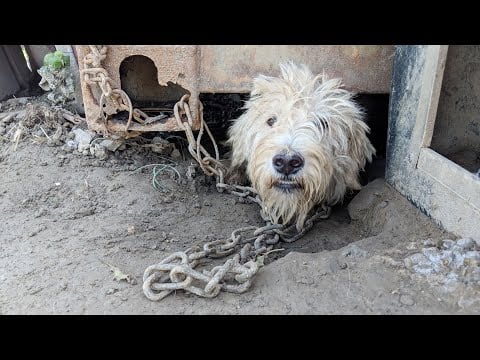 Dangjin dog meat farm shutdown