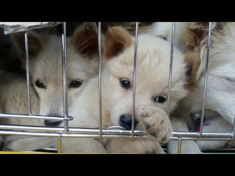 Jeju dog rescue