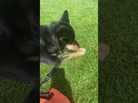 Adopt Mawooma 2