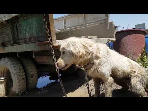 Dangjin dog meat farm