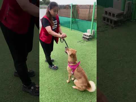 Adopt Yidi
